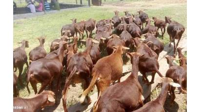 Convenio internacional favorece producción de alimentos en San Luis