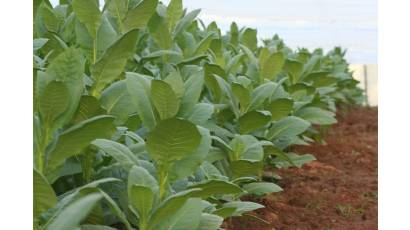 Nuevos túneles protegerán posturas de tabaco en Pinar del Río