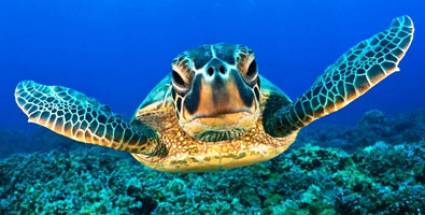 Tortugas Marinas