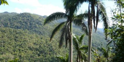 Bosques cubanos