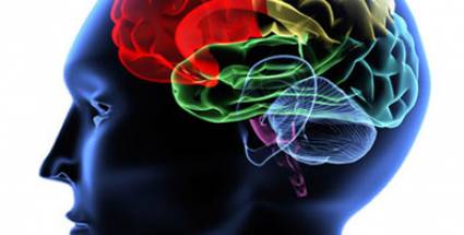 El cerebro