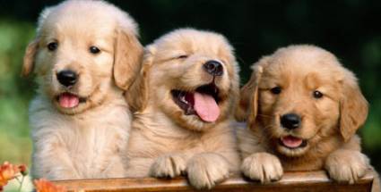 Cachorritos