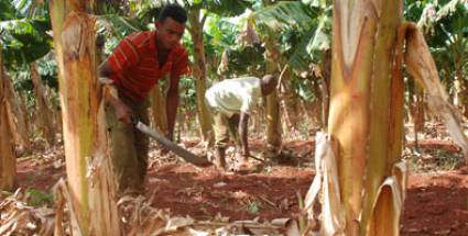 Cooperativa en Artemisa