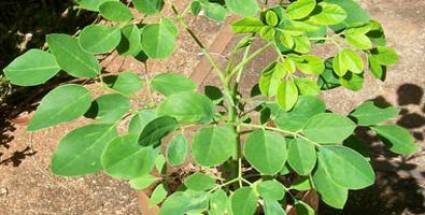 La Moringa