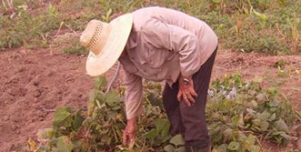 Programa para incentivar el cultivo de jícama