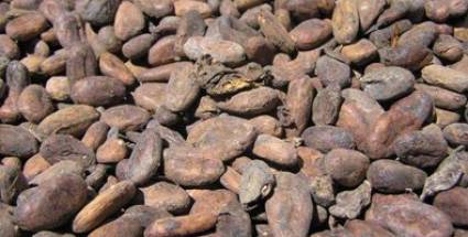 Cacao antiguo