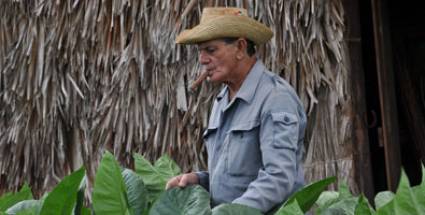 XV edición del Festival del Habano