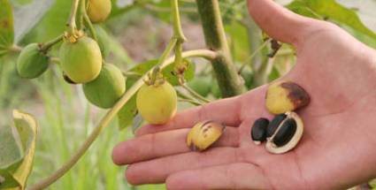 Jatropha curcas, también llamada Piñón botija