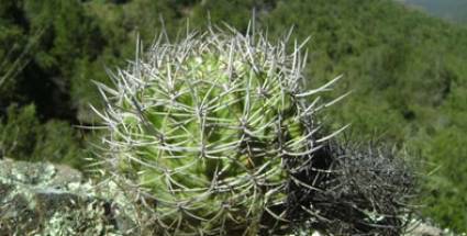Cactus enano