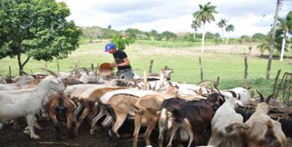 Apuesta por el desarrollo de la ganadería