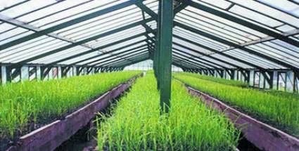 Impulsan producción de vitroplantas en el país