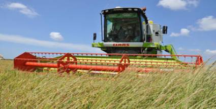 Crecen rendimiento del arroz