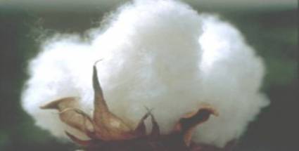 Producción de algodón