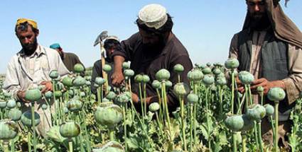 Cultivo de amapola en Afganistán