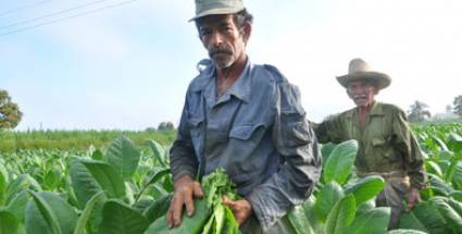 La Ruta del Tabaco