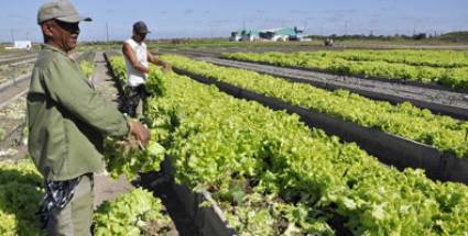 Agricultura camagüeyana