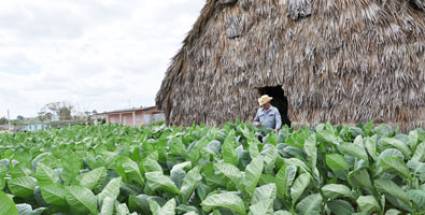 Vueltabajo y la Ruta del Tabaco