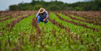 Recuperación de la agricultura