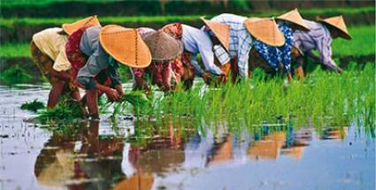 Exportará Vietnam más arroz