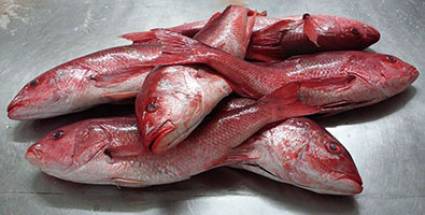 Exportaciones pesqueras de Vietnam