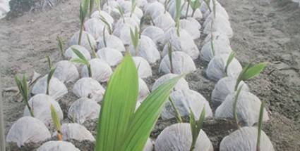 Posturas para nuevas plantaciones de coco