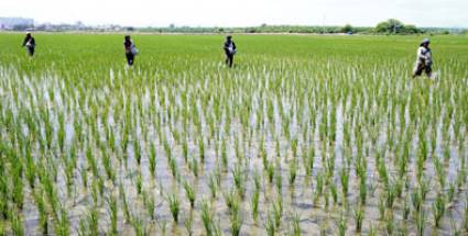 Sur del Jibaro, arroz y más