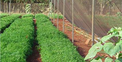 El camino más corto