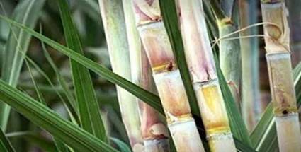 Zafra azucarera 2019/2020