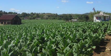 Producir tabaco, a lo moderno