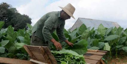 El tabaco, una apuesta a futuro