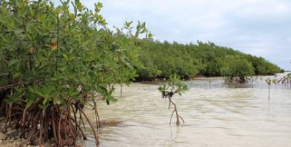 Implementan proyecto de resiliencia costera
