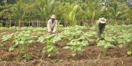 Agroforestal 