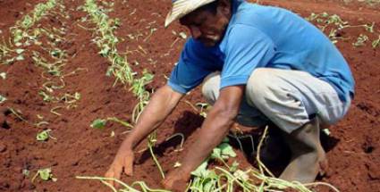 Producir alimentos