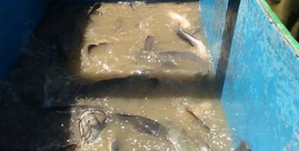 Granma, por más cultivo de peces de agua dulce