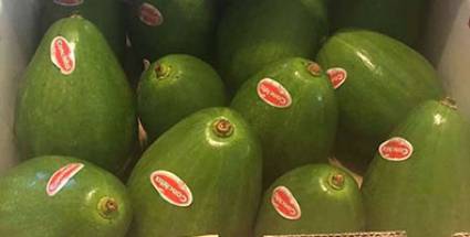 Cítricos Caribe