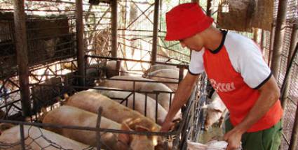 Producción porcina, tras la búsqueda de soluciones nacionales