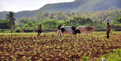 Astucia, laboriosidad y ciencia para producir más alimentos