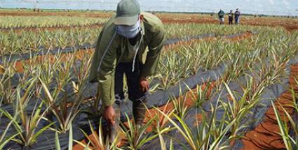 Agricultura, invertir para mañana