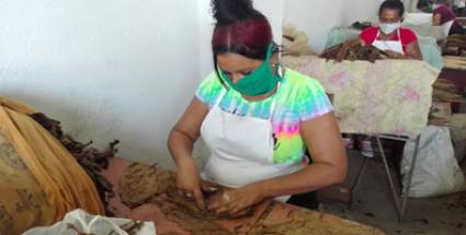 Crece producción de tabacos en Manzanillo