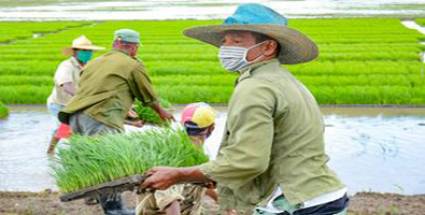 Mecanización, ciencia y otros retos para el cultivo del arroz