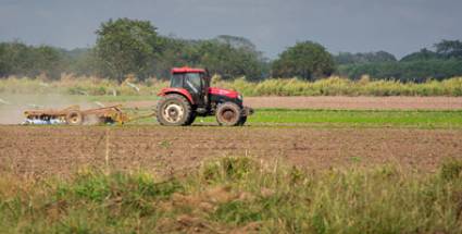 Marcha cosecha de arroz en Granma