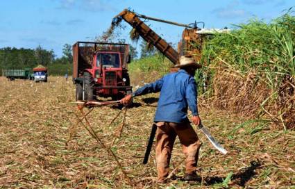 Zafra azucarera 2021-2022 entra en su etapa decisiva