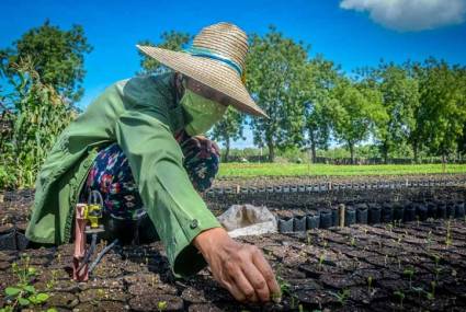 Crecerá programa de siembra de frío en Las Tunas