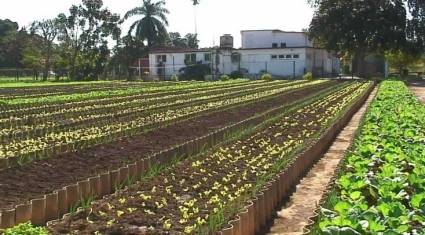 Tiempos desafiantes para la Agricultura Urbana, Suburbana y Familiar