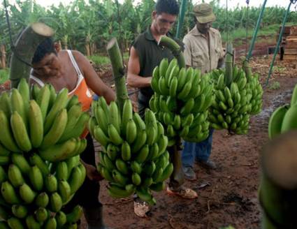 Las complejidades de la agricultura cubana