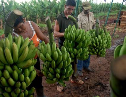 Las complejidades de la agricultura cubana