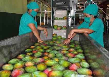 Mediana empresa La Güireña se afianza como exportadora
