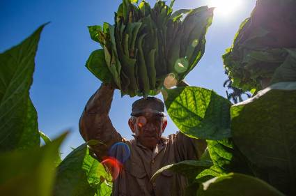 Los habanos nacen en el campo