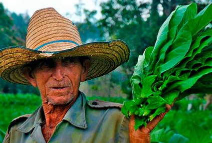 Villa Clara inversiones tabacaleras en la campaña 2024-2025