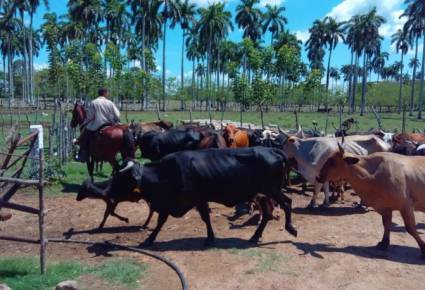 El ABC de una finca que se respeta